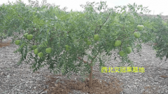 培育出了高产文冠果种苗